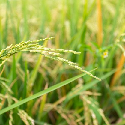 close-up-paddy-rice-plant_1150-12266