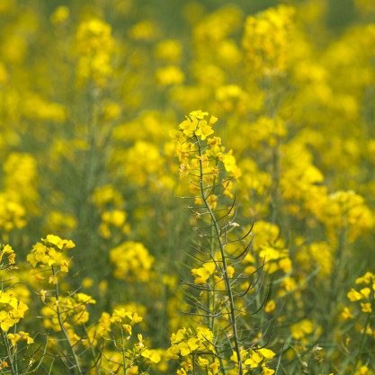 yellow-field-flowers-mustard_60359-242